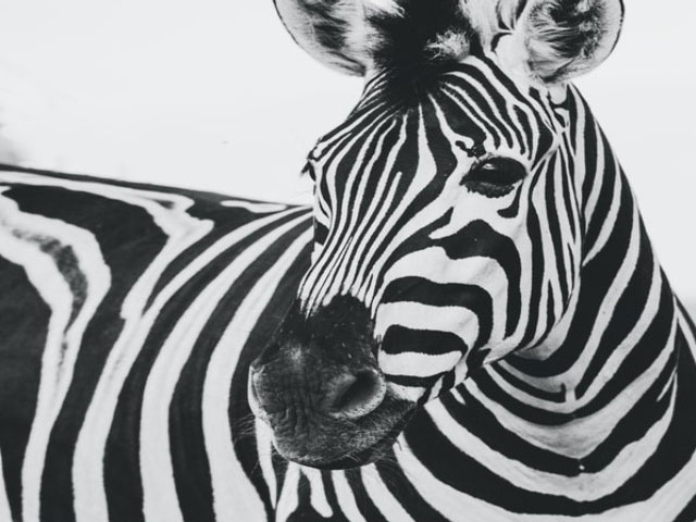Zebra